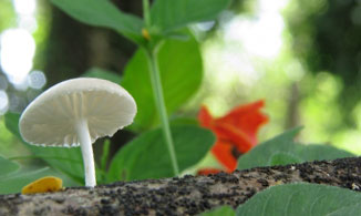 fungi-at-forest1